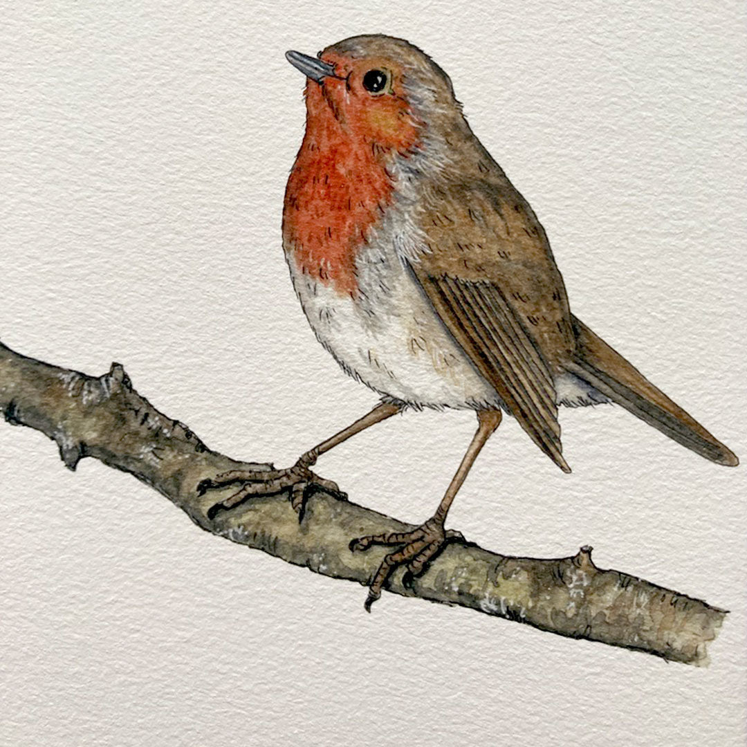 close up of watercolour painted robin bird on branch art print