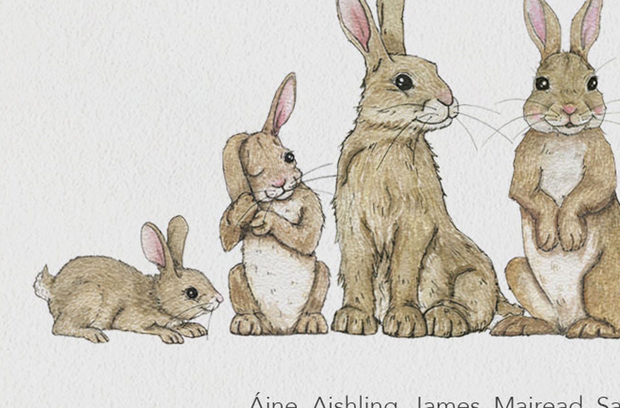 A4-Rabbits-Details.jpg